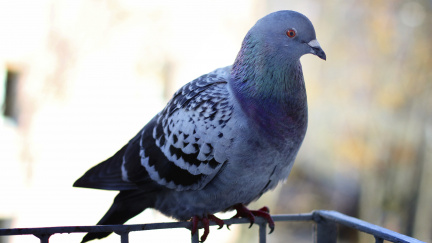 V Indii zase obvinili holuba ze špionáže pro Pákistán