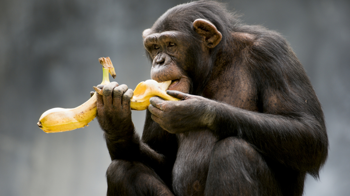 Šimpanzi umí vařit, jen si nedokážou rozdělat oheň