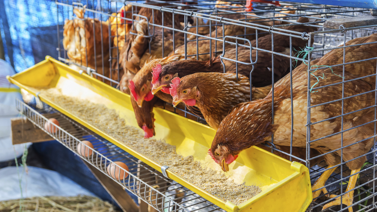 V Malajsii uklidňují slepice Mozartem. Kvůli kvalitnějšímu chovu