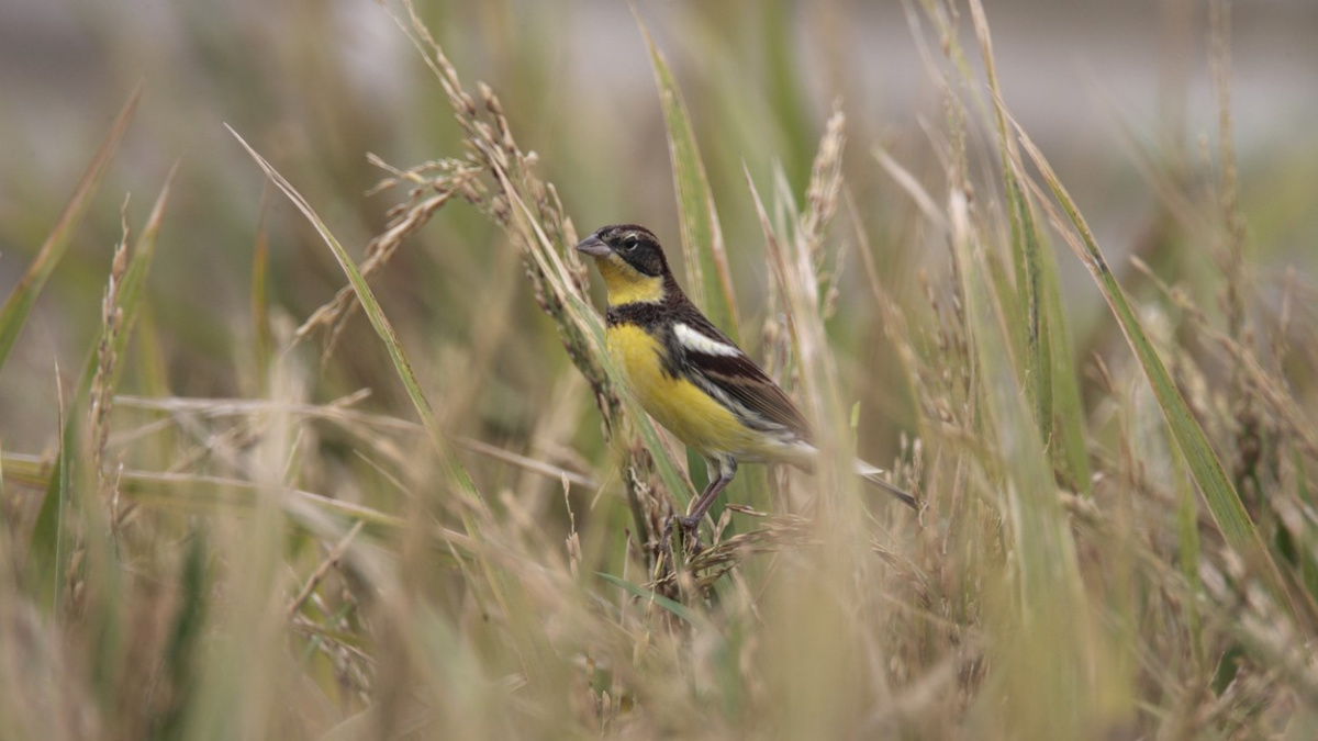 Číňané jsou posedlí chutí strnadů obojkových. Ptákům hrozí vyhubení