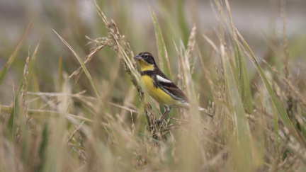 Číňané jsou posedlí chutí strnadů obojkových. Ptákům hrozí vyhubení