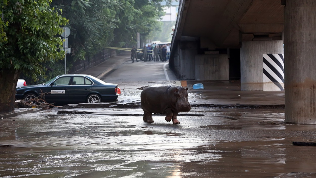 Centrem Tbilisi se prohánějí lvi, vlci, hroch a krokodýl. Utekli před povodní