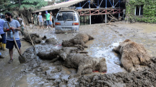 Spoušť po povodni v zoo v Tbilisi