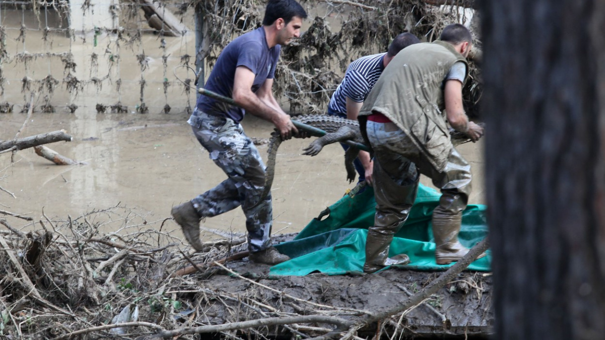 Podívejte se, jak Češi pomáhají zoo v Tbilisi, kterou zlikvidovala povodeň