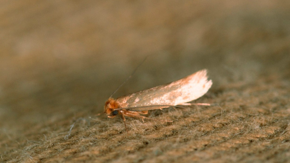 Z molů chtějí udělat homosexuály, aby se nemnožili