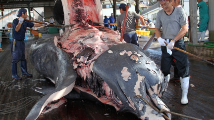 Japonci si zase brousí zuby na velryby. I přes soudní zákaz