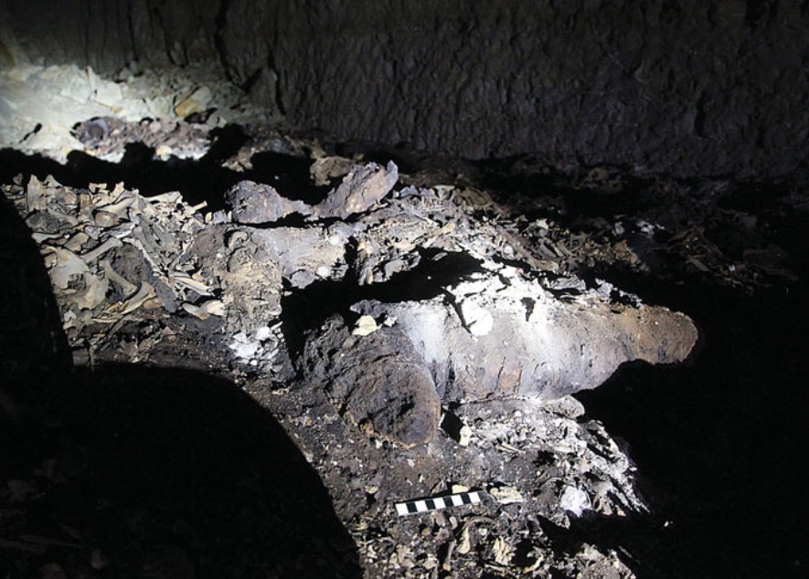 V Egyptě objevili hrobku s osmi miliony mumifikovaných psů