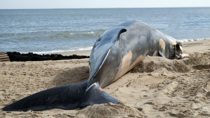 Vědci řeší záhadu. Co zabilo devět plejtváků u Aljašky?