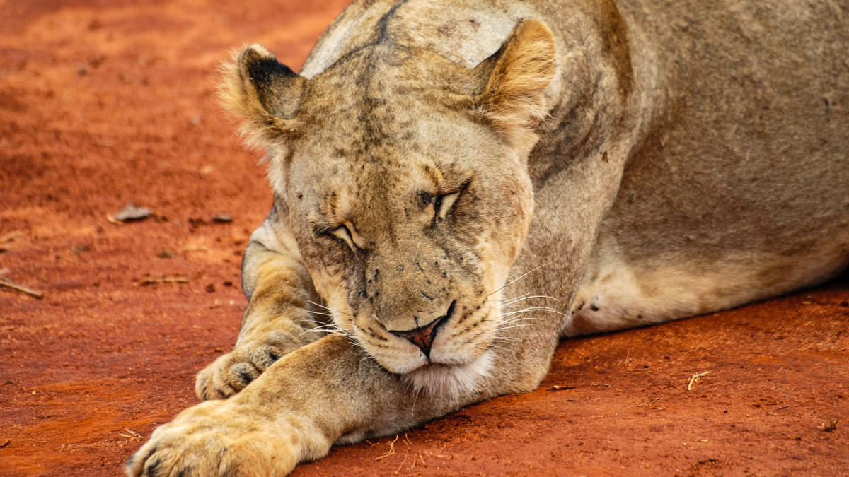 Zvířata i rostliny dál mizí ve velkém. Seznam ohrožených druhů se rozrůstá