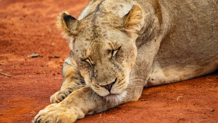 Zvířata i rostliny dál mizí ve velkém. Seznam ohrožených druhů se rozrůstá