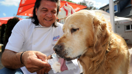Psí zmrzlina s příchutí jitrniček? Vyrábí ji italský zmrzlinář v Německu