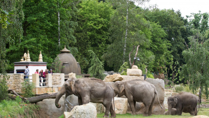 Pražská zoo je podle TripAdvisoru čtvrtá nejlepší na světě