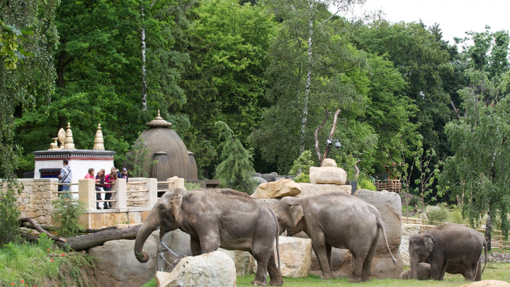Pražská zoo je podle TripAdvisoru čtvrtá nejlepší na světě