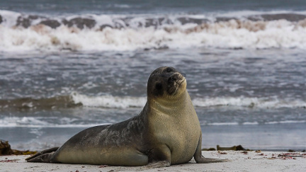 Polská restaurace chtěla servírovat tuleně. Po kritice couvla