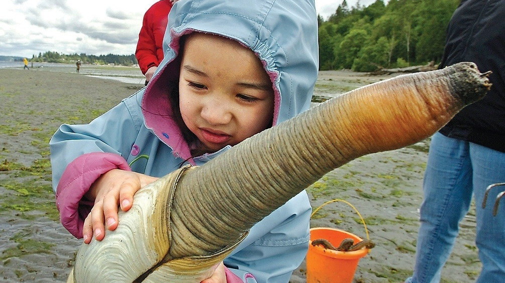 Jak škeble s chobotem propojují Ameriku s Čínou