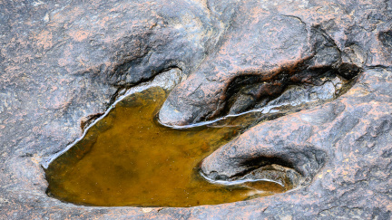 Ve Francii otevřeli rezervaci s 'dinosauří pláží'. Chtějí se tak vypořádat se zloději