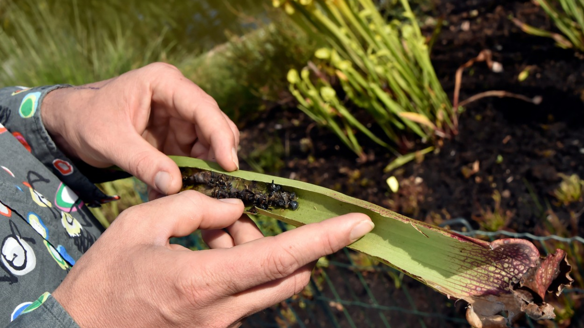 Ve Francii našli masožravku, která likviduje hmyzího predátora z Asie