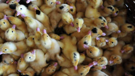 Ruští celníci spálili 'kontraband' s živými káčaty. Ekologové zuří