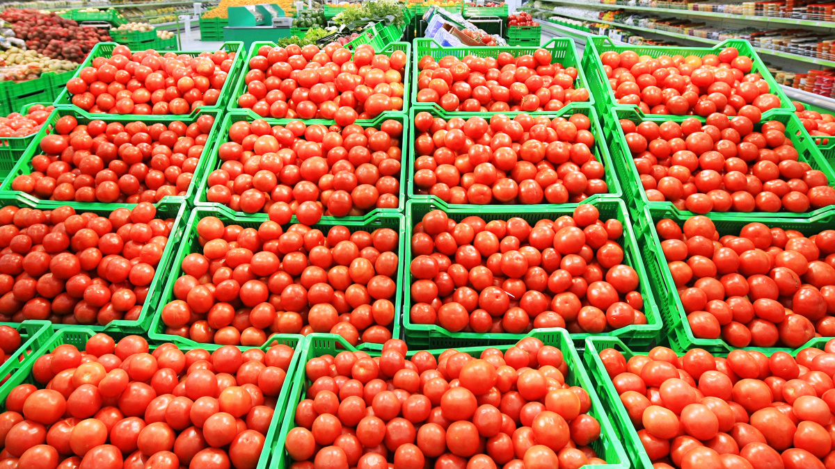 Rusko zničilo 20 tun českých rajčat. Nikdo se k nim nehlásí