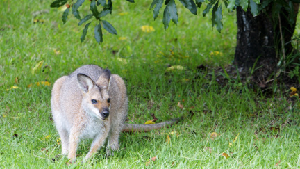 Lesík u Paříže patří klokaním uprchlíkům ze zoo. Žijí tu spokojeně už 40 let
