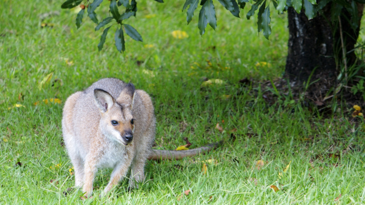 Lesík u Paříže patří klokaním uprchlíkům ze zoo. Žijí tu spokojeně už 40 let