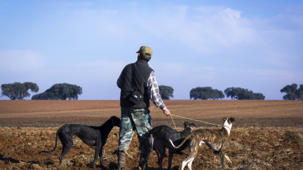 Ve Španělsku mají lovečtí chrti skutečně 'psí život'