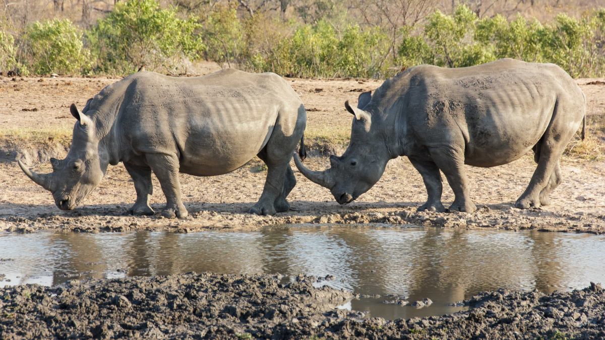 Po pytlácích v JAR pátrají jako po vrazích. Pomáhá i analýza DNA