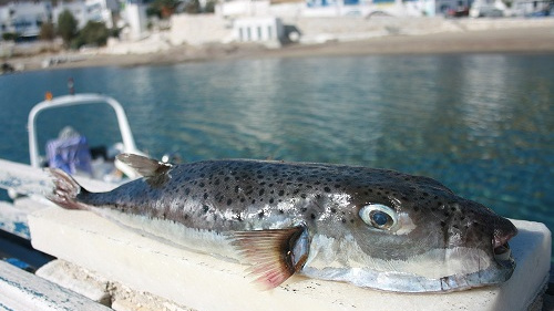 Středomoří ovládla agresivní tropická ryba. Moc si na ní ale nepochutnáte