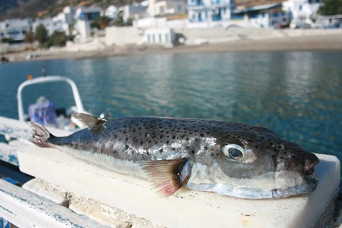Středomoří ovládla agresivní tropická ryba. Moc si na ní ale nepochutnáte