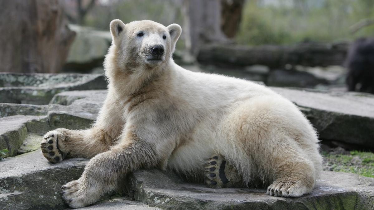 Vědci po letech zjistili, na co zemřel populární medvěd Knut