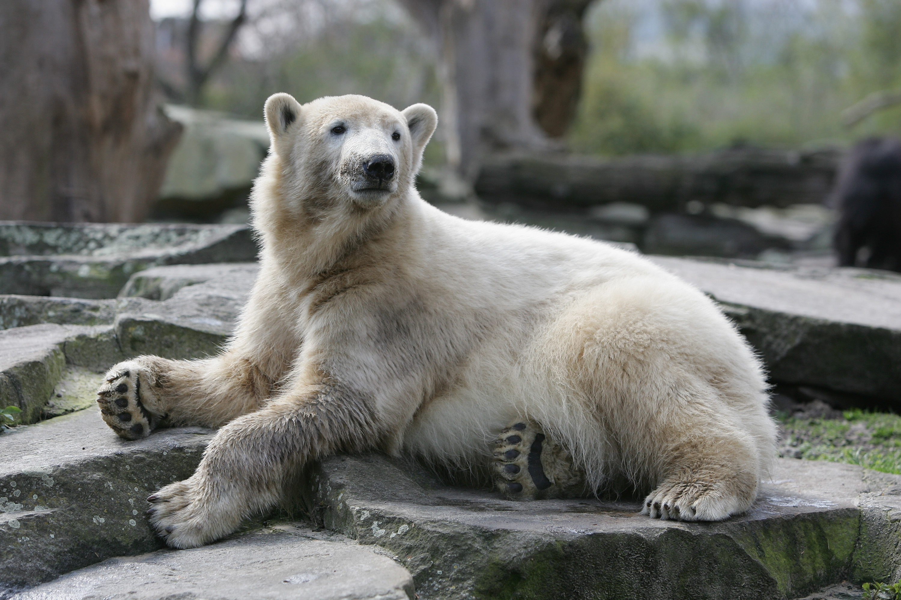 Vědci po letech zjistili, na co zemřel populární medvěd Knut