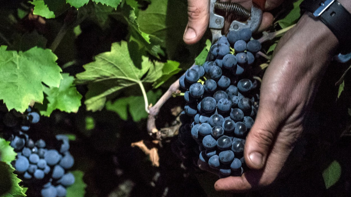 Přežije beaujolais klimatické změny? Vědci zkoušejí nové odrůdy
