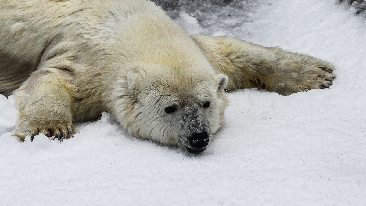Pohádky lžou! S kým se doopravdy kamarádí lední medvědi?