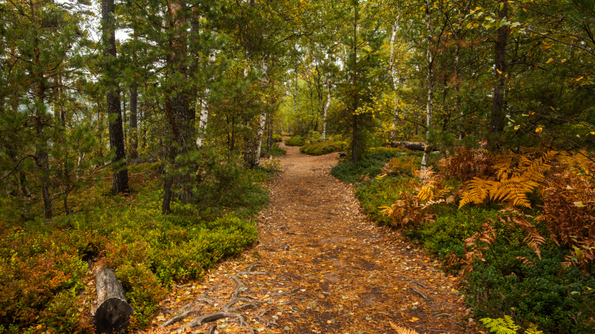 Lesy ČR nechtějí vydat majetek církvím. Prověří jejich nároky