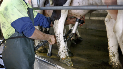 Čeští farmáři získají přes 300 milionů od EU náhradou za nízkou cenu mléka