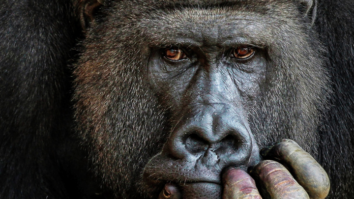 Co se vám snaží naznačit gorila, když mručí?