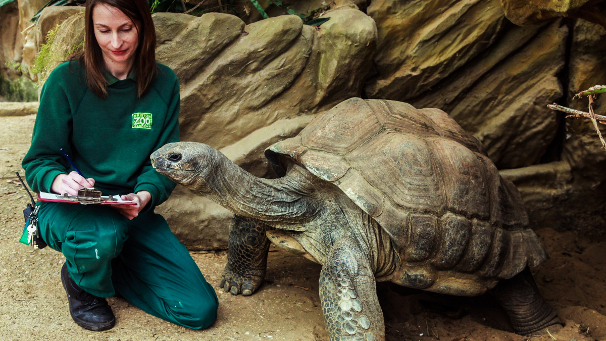 Když želva poráží zajíce: Vědci zkoumají Ezopovu bajku