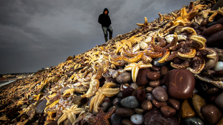 Virus zabíjí mořské hvězdice. Šíří se kvůli oteplování