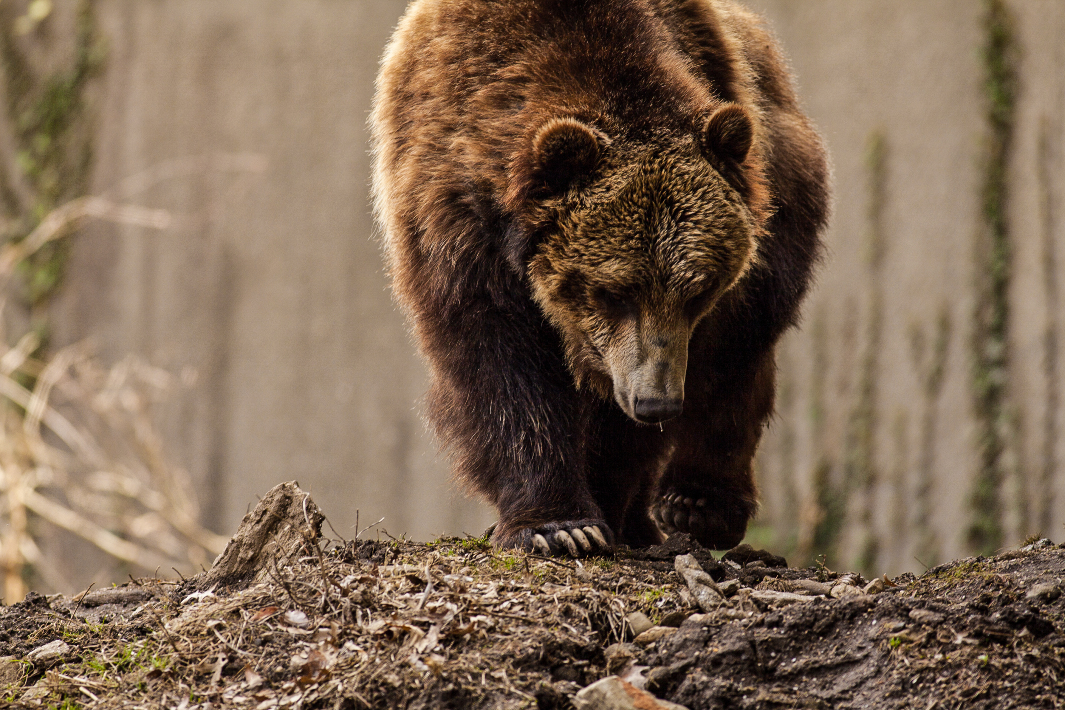 Střílet, nebo chránit: Jak se žije po boku nebezpečných medvědů