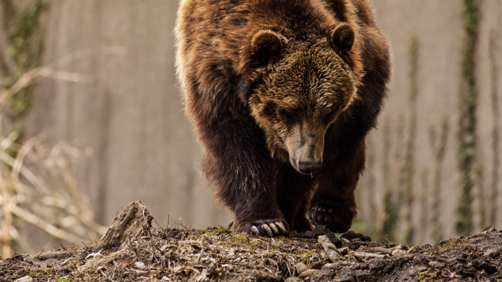 Střílet, nebo chránit: Jak se žije po boku nebezpečných medvědů