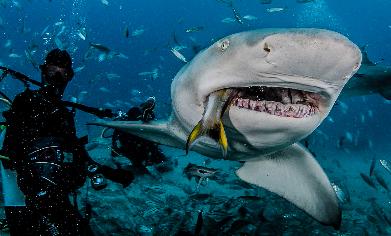 Podivuhodné dějiny žraloků: Od evolučního mistrovství k hrozbě vyhynutí
