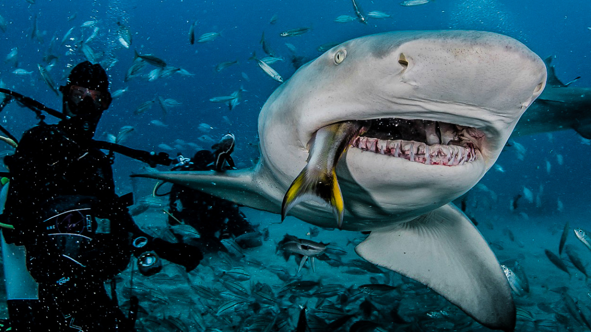Podivuhodné dějiny žraloků: Od evolučního mistrovství k hrozbě vyhynutí