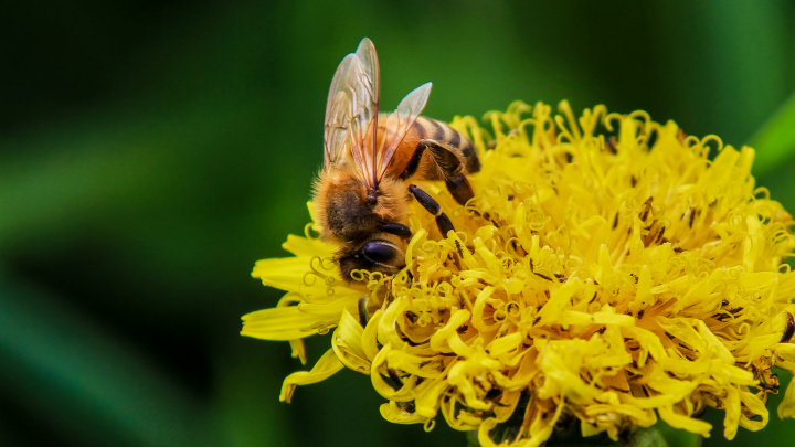 Tajná zbraň květin: 'Zfetují' včely kofeinem a ty se pak rády vrací