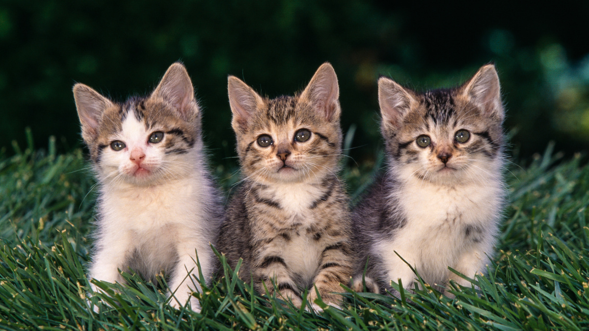 Je vám smutno? Přivezeme vám koťátko, nabízel americký Uber