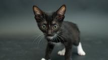 Projekt Black cats se snaží pomoct najít černým kočkám nový domov