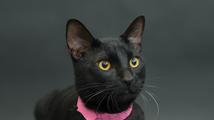 Projekt Black cats se snaží pomoct najít černým kočkám nový domov