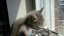 Kočky bojují proti teroristům