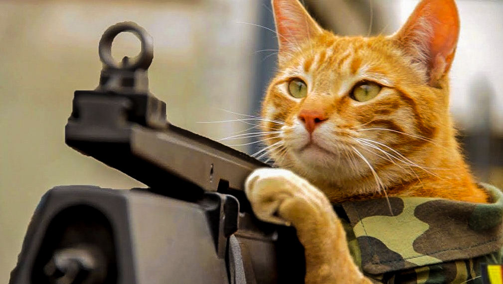 Kočky bojují proti teroristům