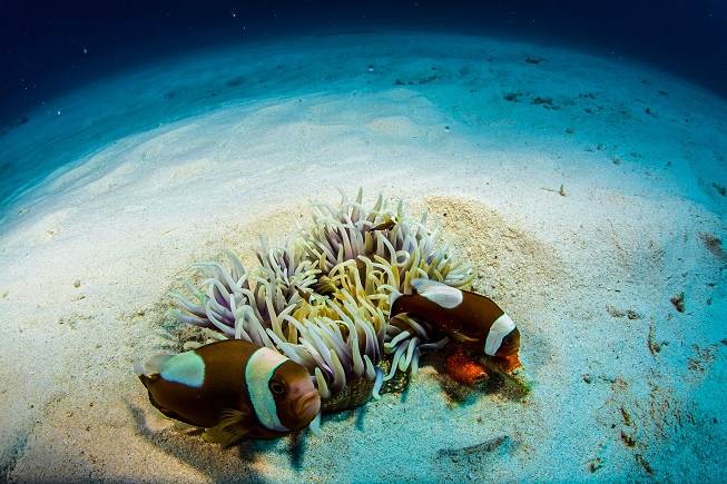 Nebezpečné dědictví: Oceány vymírají katastrofálním tempem
