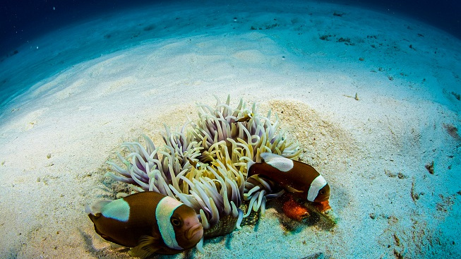 Nebezpečné dědictví: Oceány vymírají katastrofálním tempem